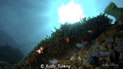 sunbathing nemo by Rudy Tulang 